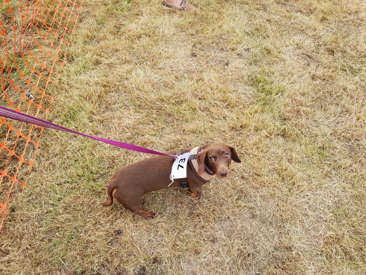 Edith & Reggie the Dachshunds tweet media