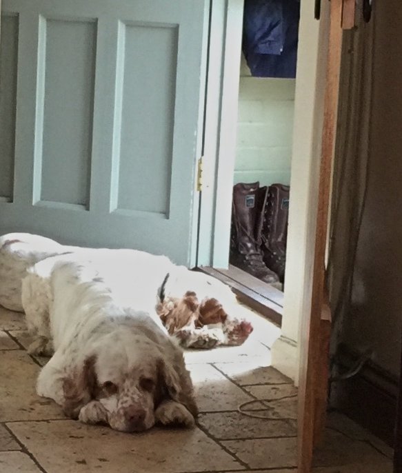 The boys after a hard days work at #SouthofEnglandShow . We had at least 15 people stop us to meet them. Classic 'Are they Cumberland spaniels?' 😂