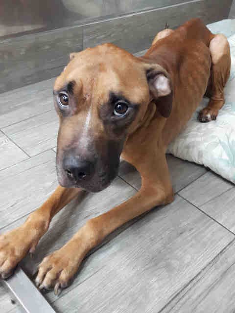 PetfindToronto's tweet photo. #MARKHAM #PAINTEDPOST Pls RT2unite #FOUND #DOG-6/7 #Toronto Animal Services A807027 #EAST 416-338-7539 Fawn #Mastiffmix M/2Yr https://t.co/8aIGeF6vi0
