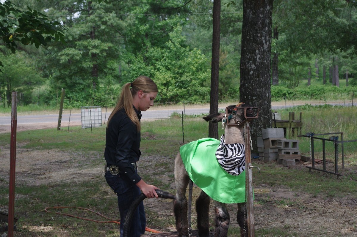 ArFB's tweet photo. Kaylie Stone has grown up around farm animals. Her drive &amp; competitive spirit has led her to raise numerous grand &amp; reserve champion animals. She has set a standard for other young people to aspire to. Learn more about Kaylie in our latest #ArkansasAgCast, https://t.co/HdUfP2yGrV https://t.co/mkkgQJ6hqA