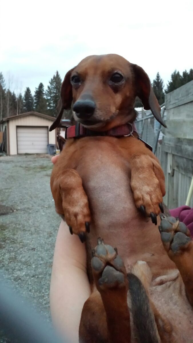 WackyNoodler's tweet photo. I'm very sad to announce that my weenie dog Andy has passed on. We had to put him down. He's now a young pup again and feels no pain. I have cried so many times and i love him so much. #RIP my sweet, sweet angel. I'll miss you for forever and beyond. 😭❤️😭❤️ https://t.co/6RQ1wNiA3W