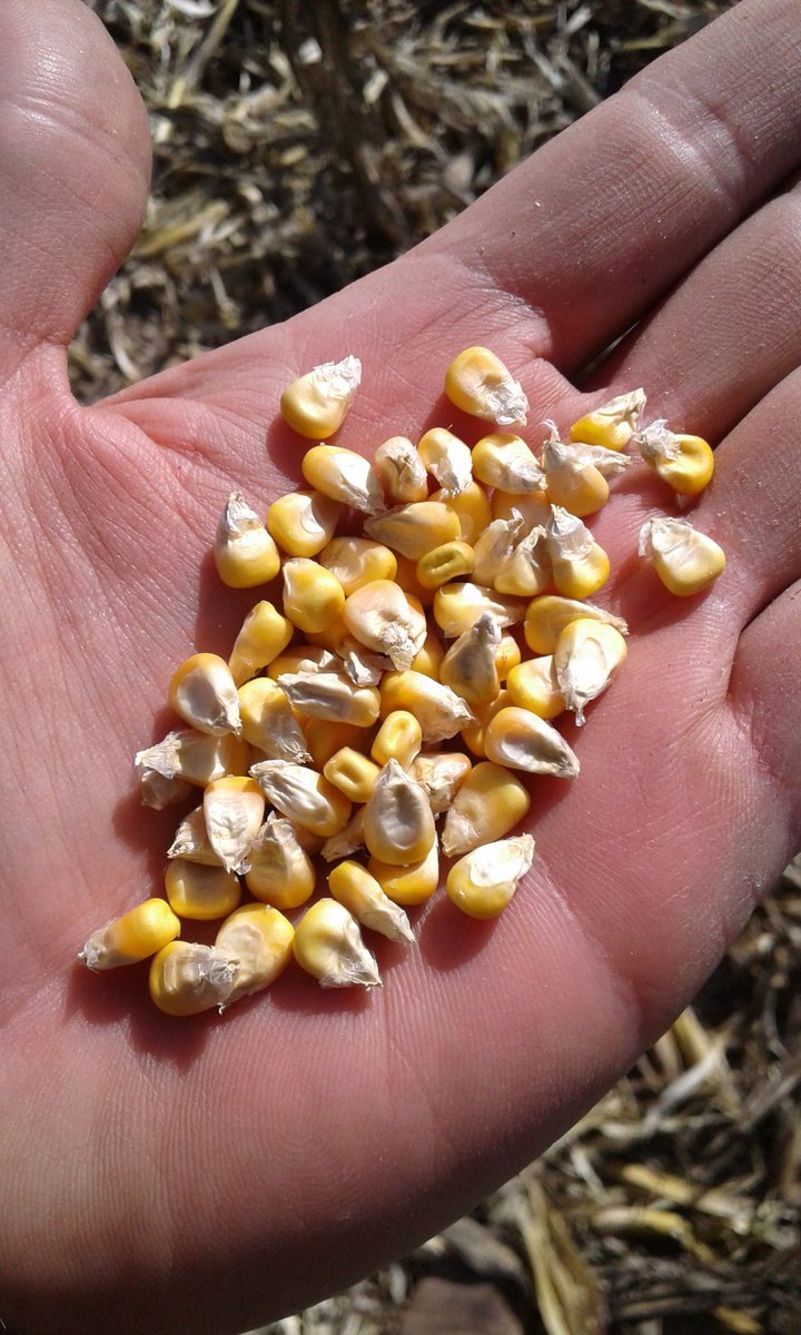 Empezó la cosecha sobre los lotes afectados por las ocho heladas de febrero y marzo.
Algunos no llegana grado 3.