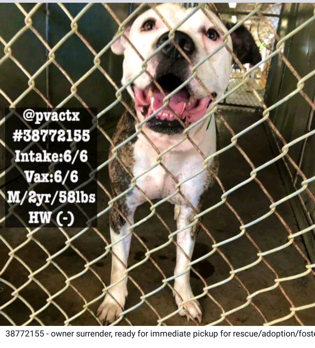 _Pehicc's tweet photo. 🆘️ GORGEOUS MALE #dog 🆘 2 yr🆘 TO BE KILLED ANYTIME 😢💔 #PALMVALLEY #EDINBURG #TEXAS #rgv #hidalgo HELP ME PLS🙏TAKE ME OUT OF HERE 👊
18 CITIES' KILLSERVICE4TAXMONEY😡
CAN U HELP #RESCUE #FOSTER #ADOPT ?IF SO PLS SEND EMAIL SOON 🙏
➡️urgentpets@pvaconline.com(🐾ID+☎️Nr) https://t.co/XS8NLYBgoT