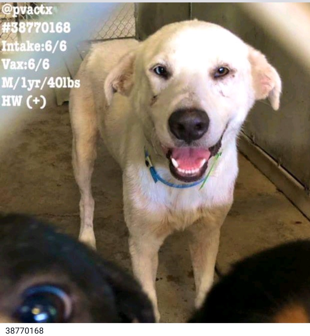awkward_1110's tweet photo. 🆘🆘🆘 GORGEOUS MALE #dog 1 yr 🆘 TO BE KILLED ANYTIME💔💔 #PALMVALLEY #EDINBURG #TEXAS #rgv #hidalgo HELP ME PLS🙏GIVE ME A LOVELY FAMILY💟🙏
18 CITIES' KILLSERVICE4TAXMONEY😡
CAN U HELP #RESCUE #FOSTER #ADOPT ?IF SO PLS SEND EMAIL SOON
➡️urgentpets@pvaconline.com(🐾ID+☎️Nr) https://t.co/ujxlJa9EWP