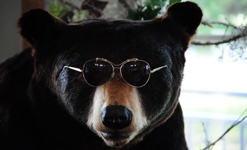 redbearleather's tweet image. Suns out....Bears out!! Bear bathing in sunny wales!! 😎😎🐻 #SunsOutGunsOut #sunshine #sunnywales