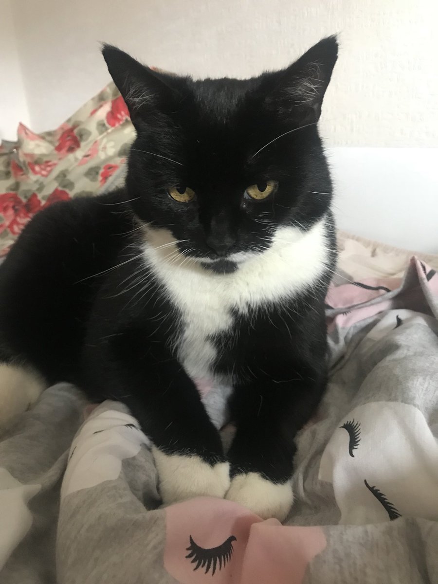 meowio's tweet photo. Felix and chill 😹😹😺🐟🐟

#catseyes #kittenseyes #felixcatfood #Caturday #cutekitten #cutecat https://t.co/WAoMSpJKOP