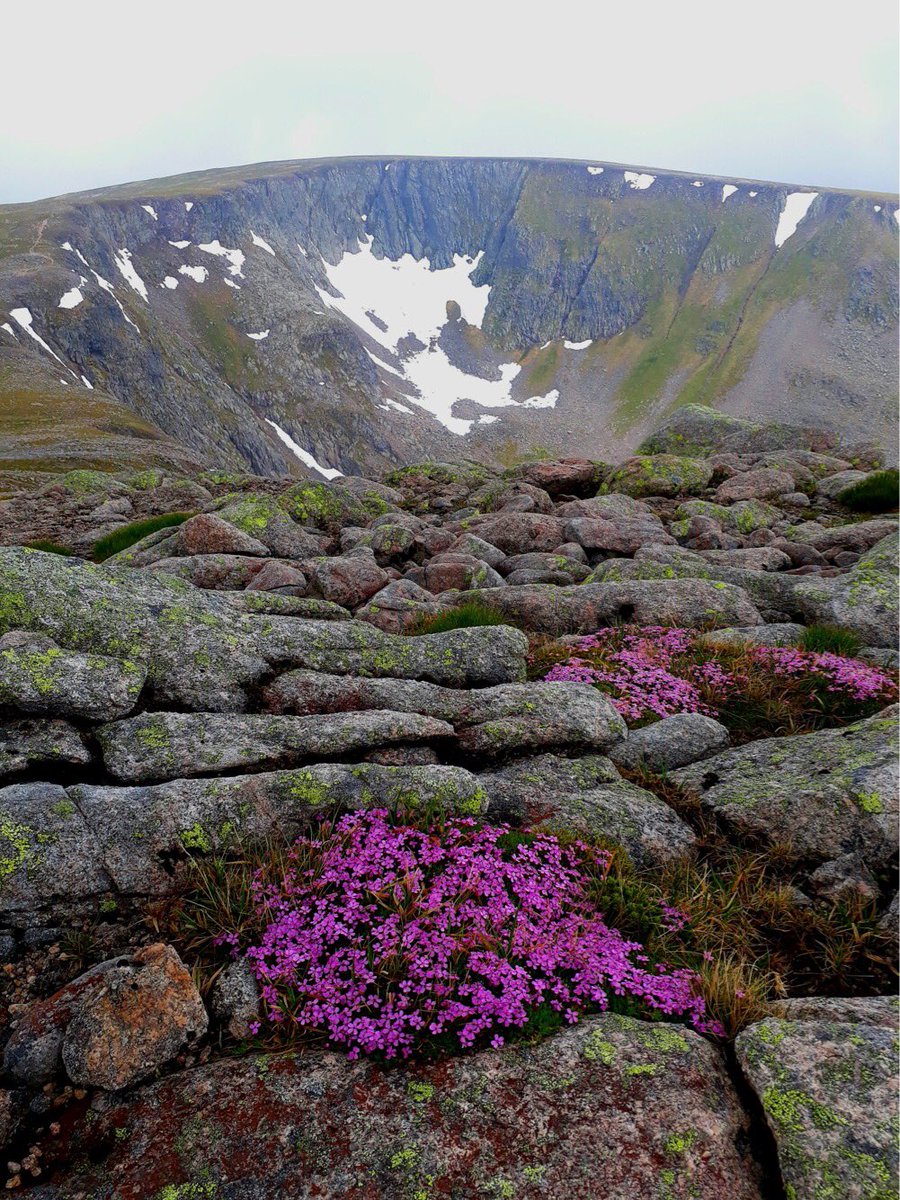 Xplore_Scotland's tweet photo. Hiking Garbh Choire Mòr in The Cairngorms ⛰❄️🚶‍♂️IG 📸 ross.wildscotland 

#scotland #scotlandsbeauty #scotlandtrip #scotlandlover #lovescotland #uk #uk_photooftheday #europetrip #europe #travel #photography #photooftheday #gopro #bbscotlandpics #scotspirit https://t.co/2hip6syY6i