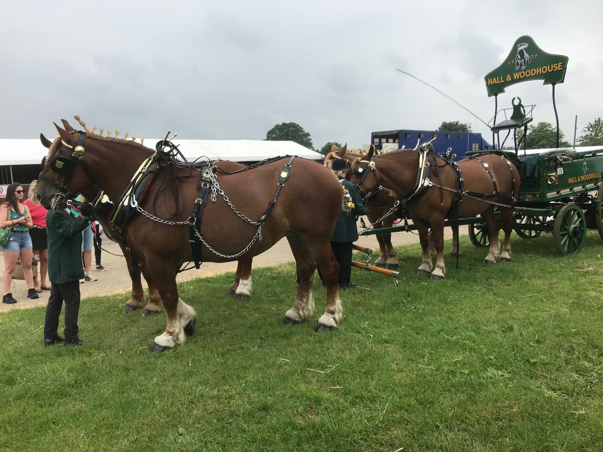 Always one of my favourites- the 'heavies'-beautifully turned out Suffolk Punches #SouthofEnglandShow