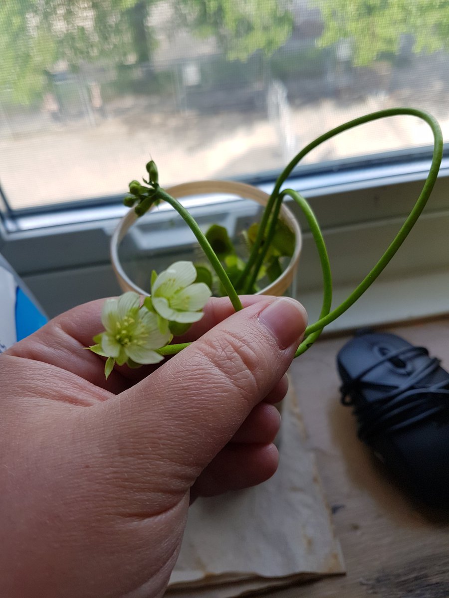 _Mrs_Foreman_'s tweet photo. We had no idea our class pet would flower like this!  Venus flytraps are so cool! https://t.co/wtysUVLlAn