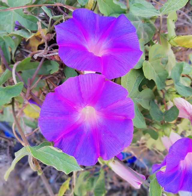 #Purple #Flower #HappyNature #Soukrine #Teboulba #Monastir #Tunisia #igers #instagramers #instahub #igerstunisia #idreamoftunisia #magicalarabia #Huawei #Mate10Lite #OOOO ift.tt/2Hx1POB