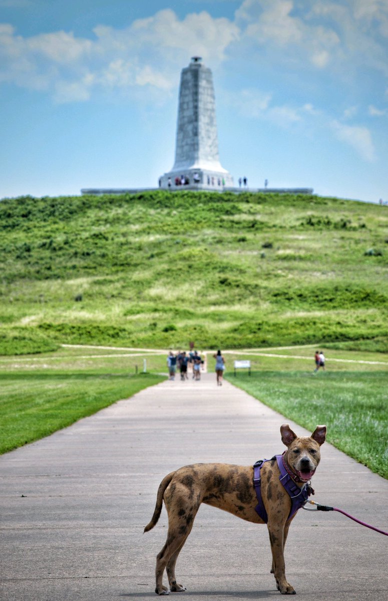 gweadventures's tweet photo. Learning about history! @WrightBrosNPS #History #obx #wrightbrothers #firstflight #puppyadventures https://t.co/iHVMWVX402