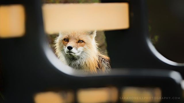sarahoneill's tweet photo. Peeking through a residential bench - Prince Edward Islands urban 🦊’s | @thecanidproject 2018 Urban Fox photography workshop in PEI. #thecanidproject #fox #foxes #foxesofinstagram #vulpesvulpes #wildlifephotography #naturephotography #canadianwildlif… https://t.co/dH0MGWRYth https://t.co/qjOimdPc62