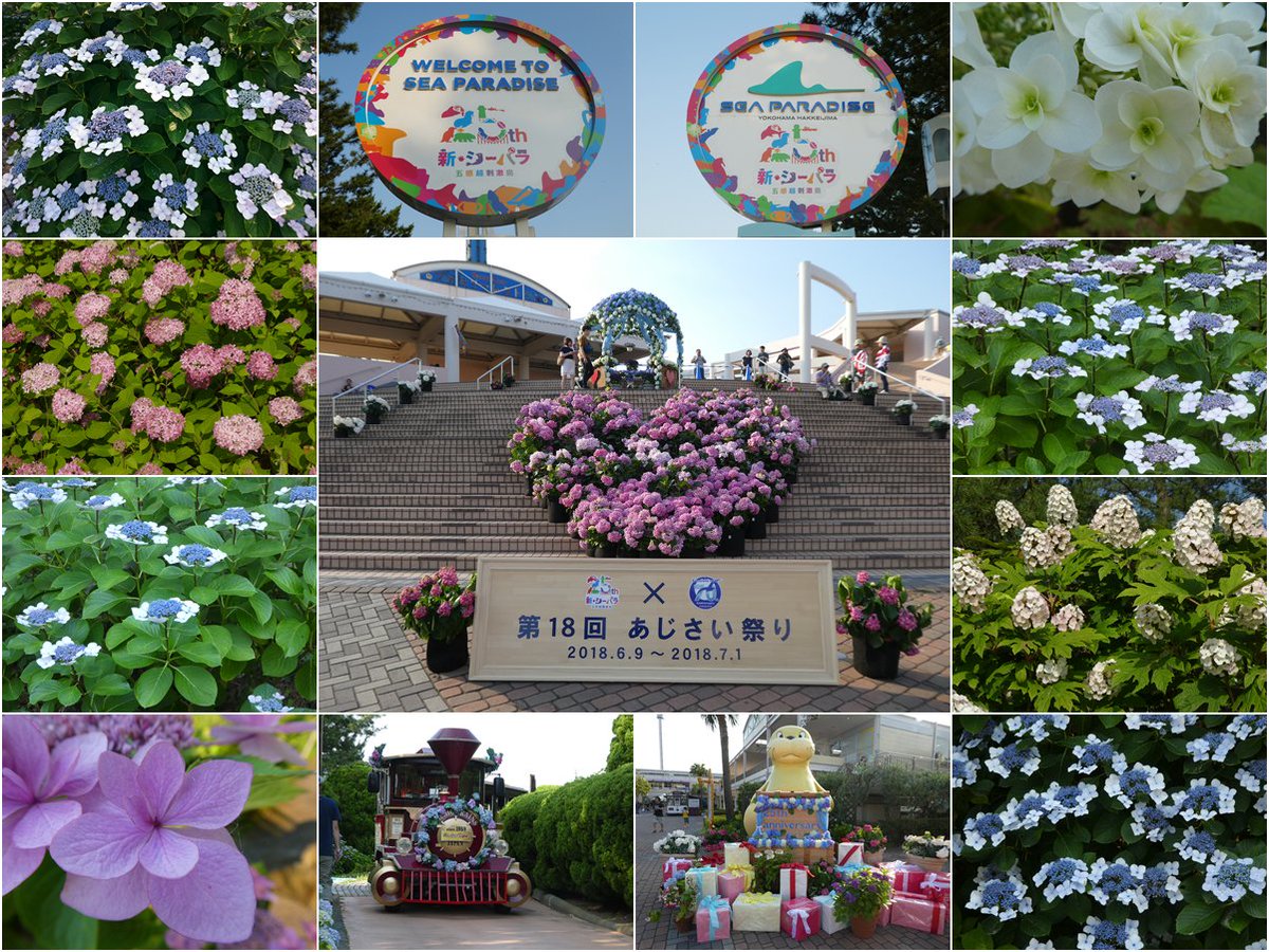 八景島あじさい祭