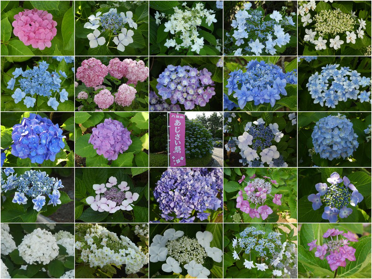 八景島あじさい祭