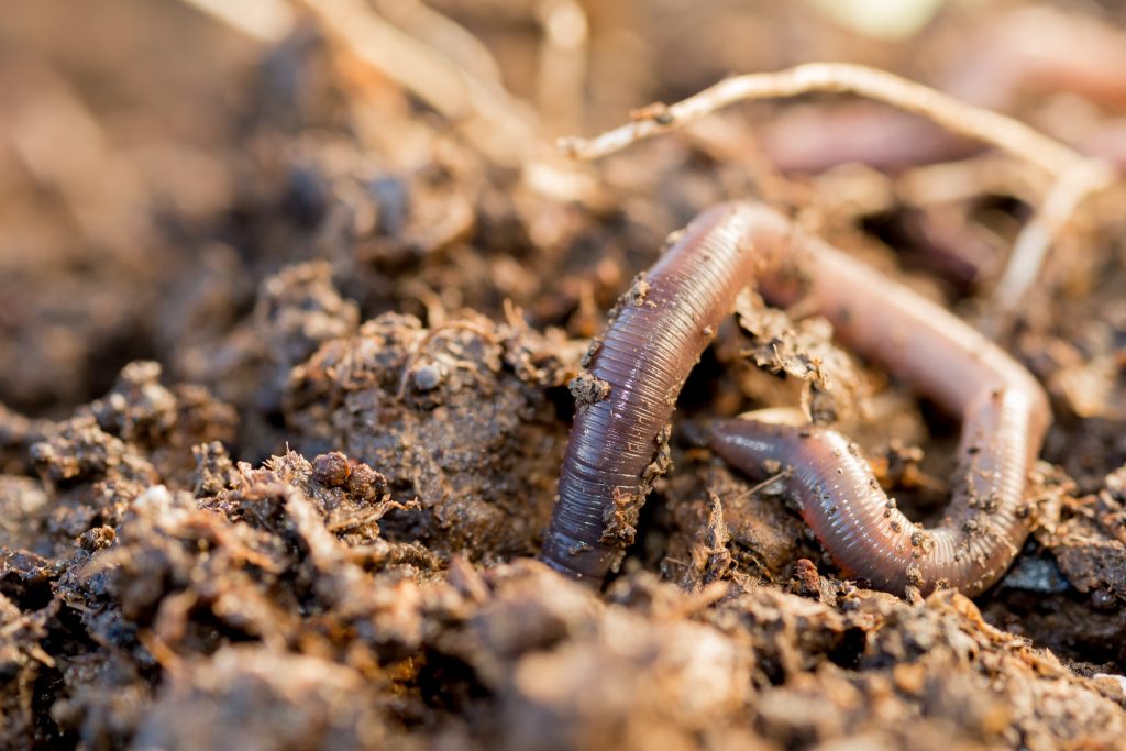 #Metabolomic Study of the #Earthworm Provides Insight into #SoilContamination
okt.to/VOR3OW #nmr #nmrchat #contaminants
