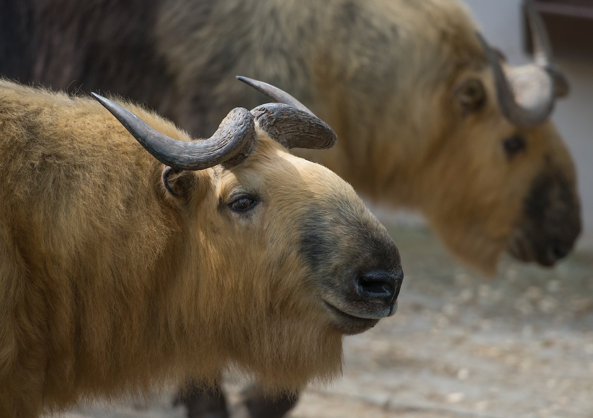 Cleveland Metroparks Zoo tweet media