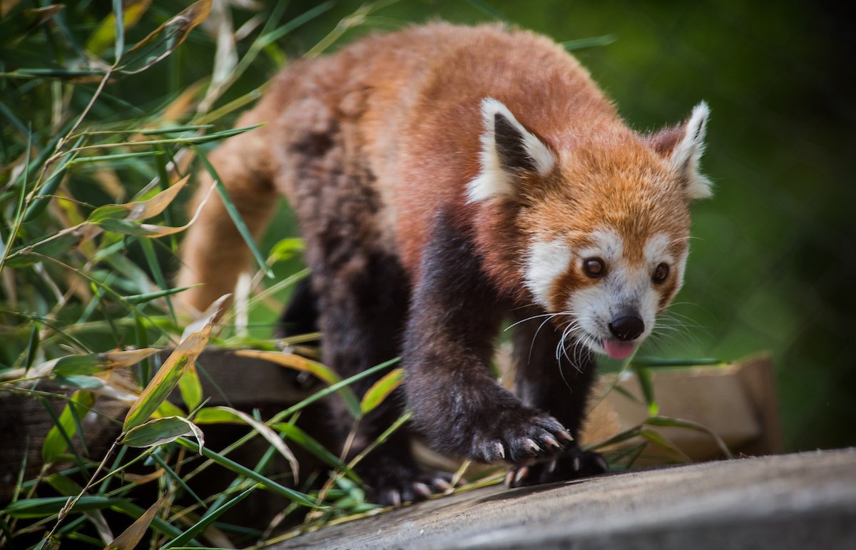 Cleveland Metroparks Zoo tweet media