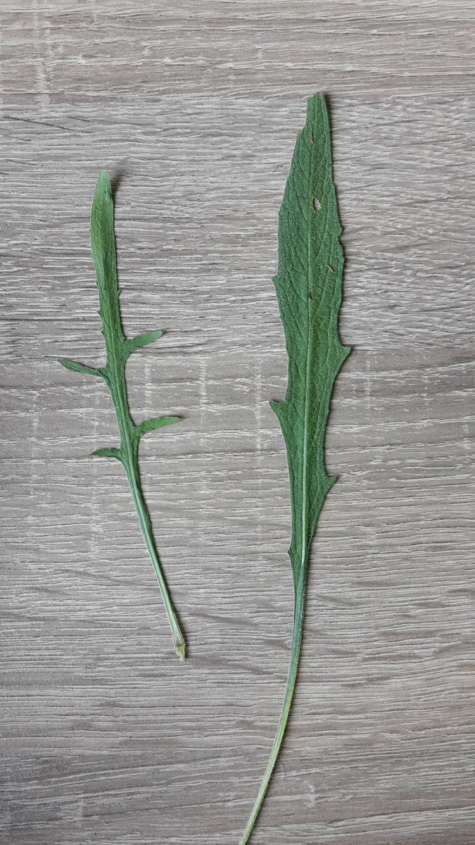 Two Centaurea nigra leaves from the same plant #MScPlDiv #eveninmyworstlies #yousawthetruthinme
