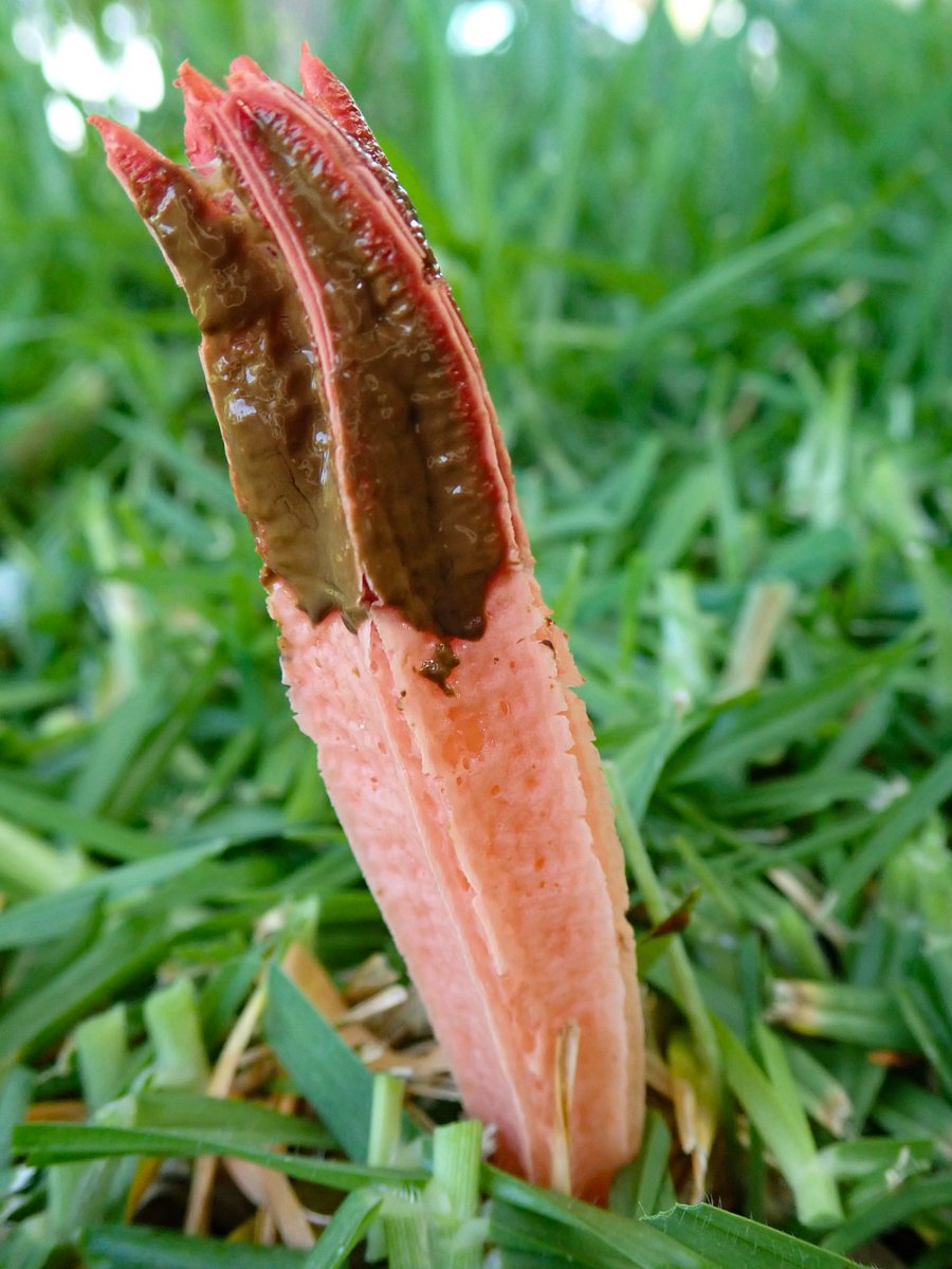 hoboannie's tweet photo. Am I the only person that jumps for joy when Lantern stinkhorn (Lysurus mokusin) pops up in her front yard? @inaturalist https://t.co/uaKySNxe9g