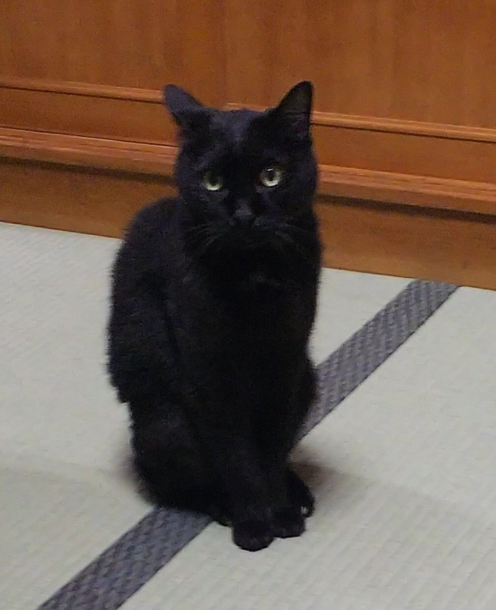 amamane_222's tweet photo. 可愛かったw
ほんまに癒しよ、、、
くーたん大好き💕
猫のくせに懐きよって可愛いやつやw
黒猫はやっぱり可愛いな！！！ https://t.co/wVfK7JSS9C