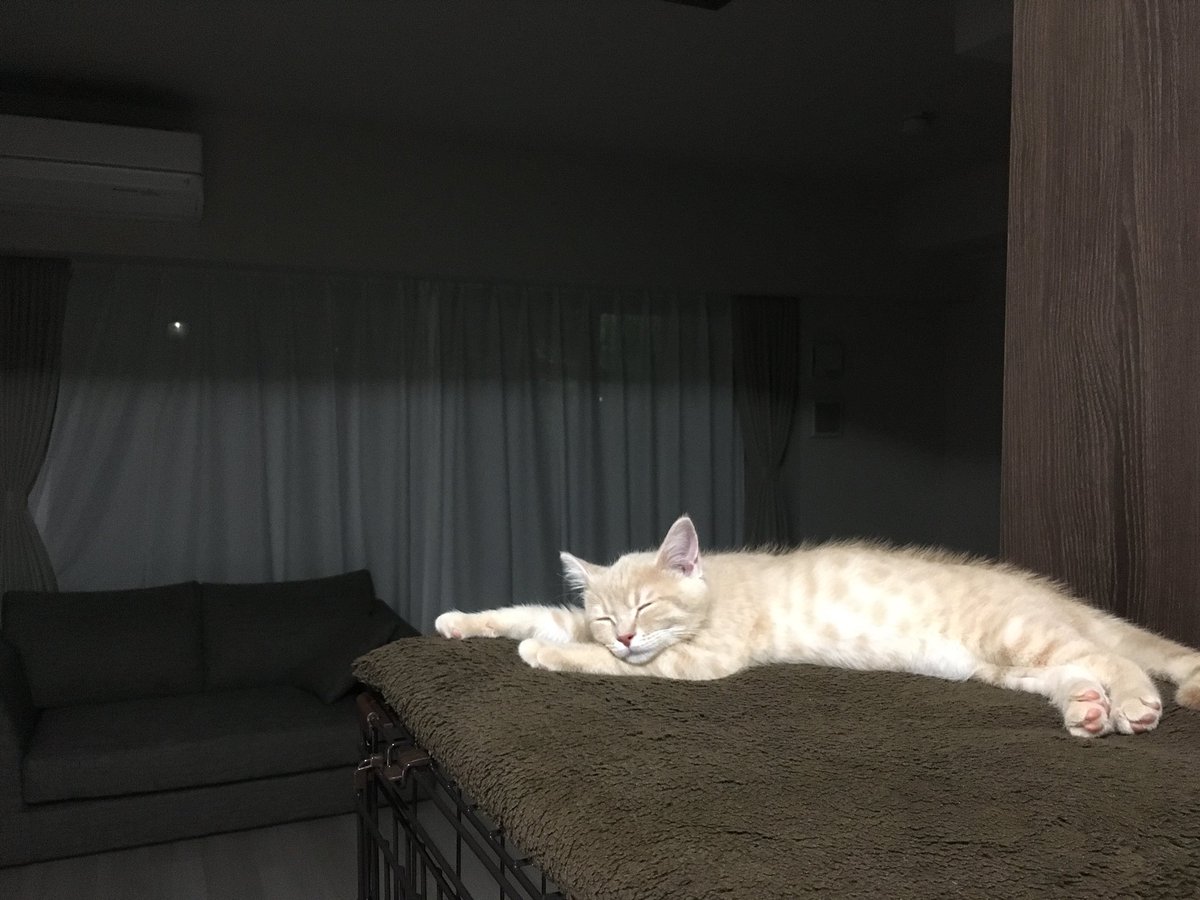 つなまる Tsuna Maru Twitter