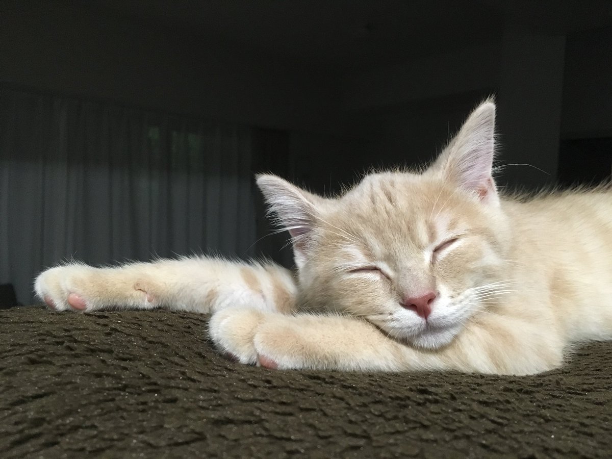 つなまる Tsuna Maru Twitter