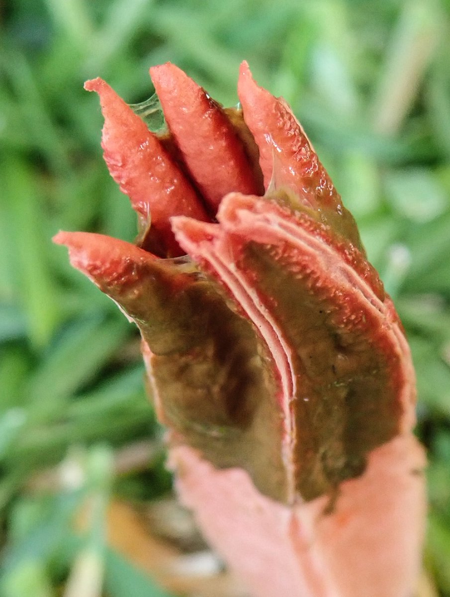 hoboannie's tweet photo. Am I the only person that jumps for joy when Lantern stinkhorn (Lysurus mokusin) pops up in her front yard? @inaturalist https://t.co/uaKySNxe9g