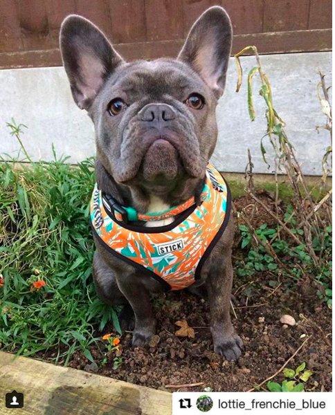 BazilRuby's tweet photo. Everyday can be a tropical day! 
Tropical harnesses, leads and collars available at https://t.co/IsUnqteRHx
PLUS FREE SHIPPING on all UK orders!

#dogsoftwitter #dogs #dogaccessories #DogLover #doglife #dogowner https://t.co/OcuDqSoHwF
