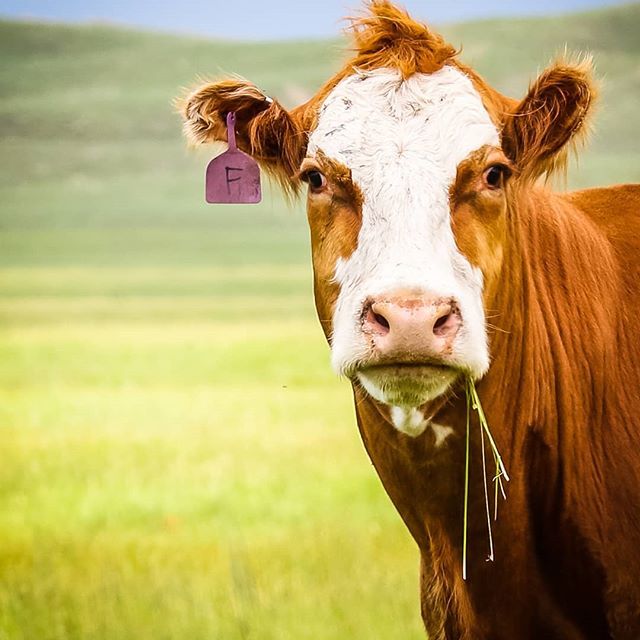 garydougherty_'s tweet photo. Sup? .
.
#nebraska #thegoodlife #cow #grass #chillin #portrait #sharingnebraska #sandhills #nebraskaviews #nebraskanadventures #canon #photography https://t.co/dXMonDhYli https://t.co/MP6NcPZtpH