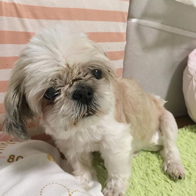 黄色のたぬき 今日のかわい子ちゃん シーズー りんちゃん 16歳 秘密結社老犬倶楽部 認知症 犬かわいい 犬の認知症 T Co Ipk849knlg Twitter