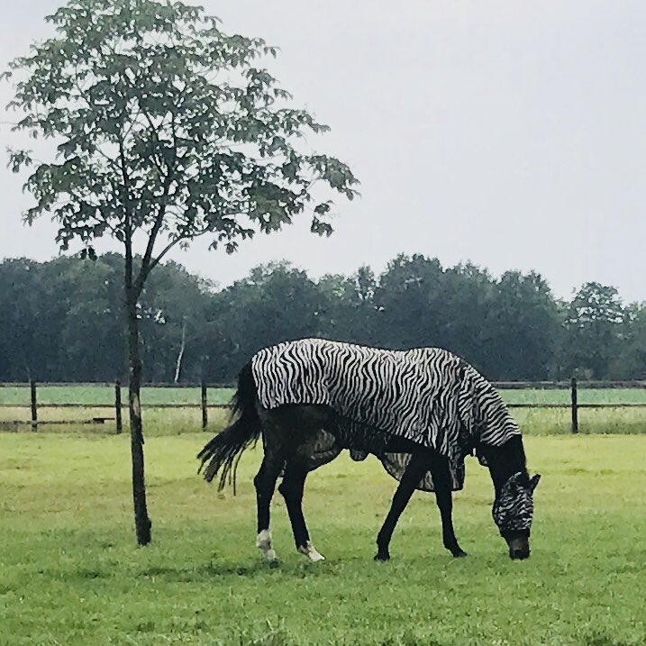 Tegenwoordig mag je man en paard niet meer noemen 

Genderneutraliteit of zoiets 

Zou dit paard ook liever als Zebra door t leven gaan?