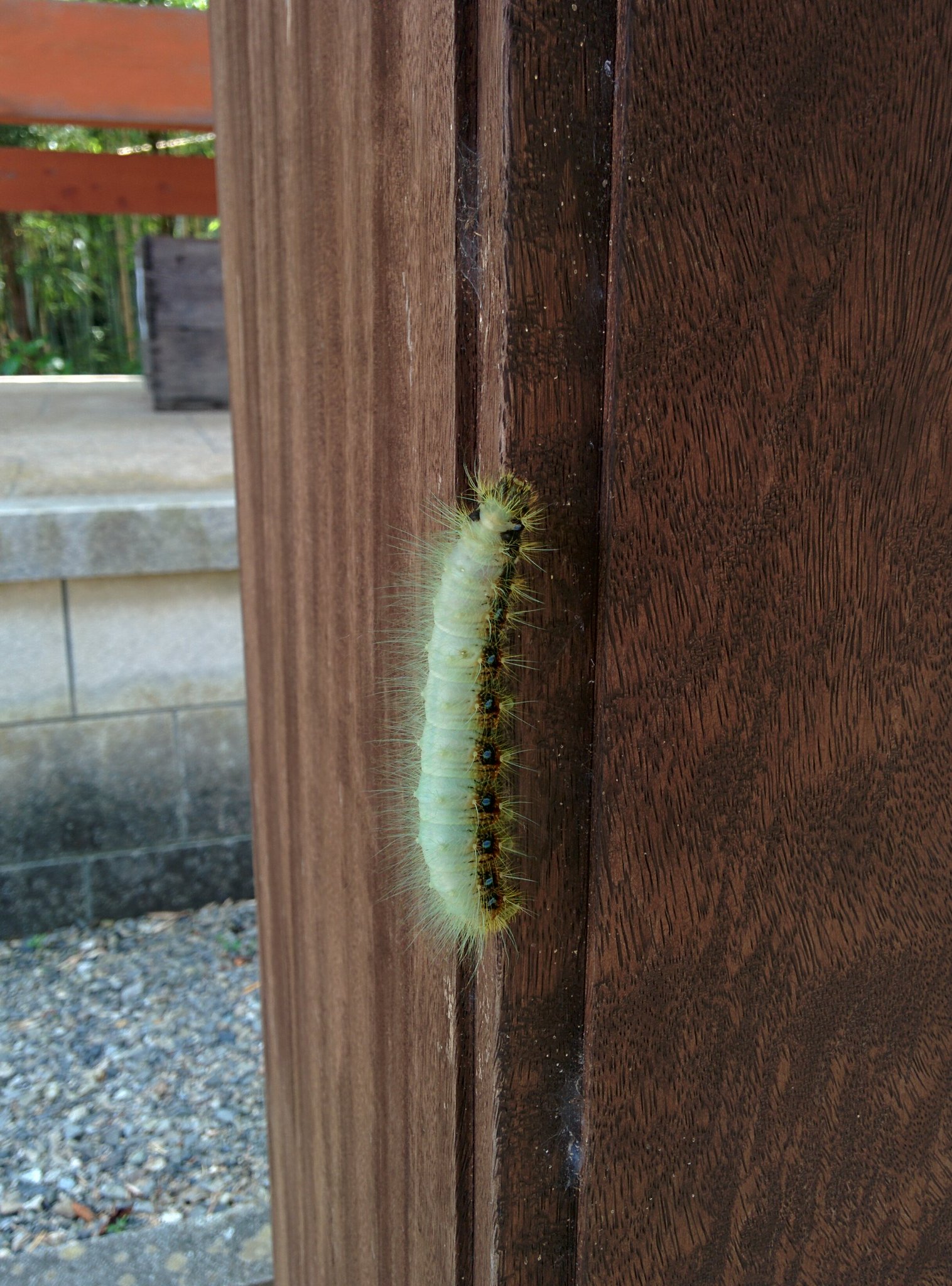 アストロ温泉鈴木 Auf Twitter あと めちゃでかい毛虫も見つけて撮りました たぶん蛾だけど なんの幼虫かなー 嫌な人は見んように気をつけて下さい 色はきれいです