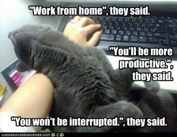 Cat Owners Worldwide tweet media
