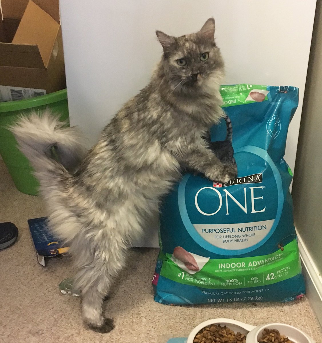 Nysa loves a fresh bag of ⁦⁦@PurinaONEcat⁩ indoor advantage #nomnom