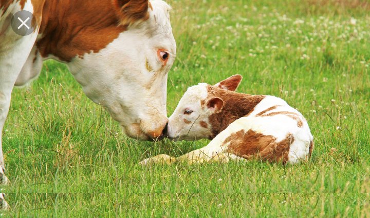 LawlorHayley's tweet photo. RT now if you think animals shouldn't be harmed!
#GoVegan #TheresNoExcuseFor #AnimalLovers #CrueltyFree https://t.co/pDqkaVlezp