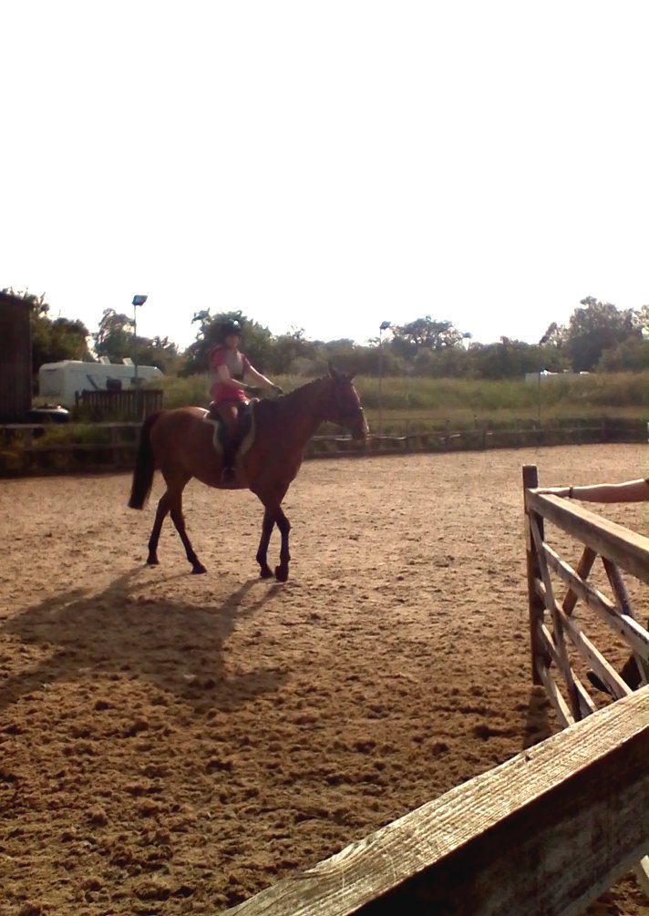 xenoteddybear's tweet photo. 2nd in Intro A #Dressage test with #angloarab Jack.
Considering how spooky and easily distracted he can be I did bloody well. #equestrian #horse https://t.co/5eBiilJ9J1