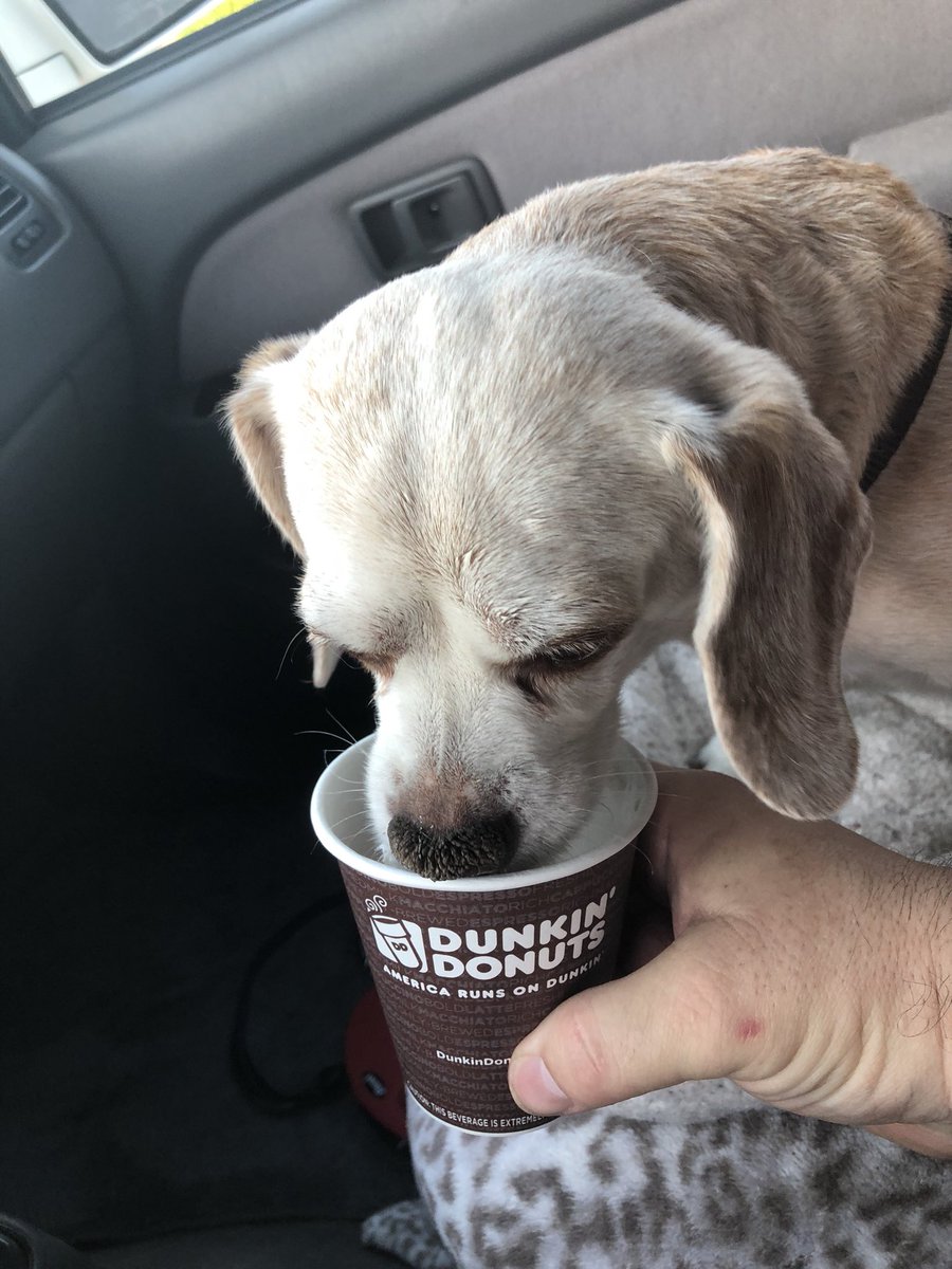mrwyzx's tweet image. Thank u @dunkindonuts at Broadway and McClintock in #TempeAZ for always taking care of Yodee. #AmericaRunsOnDunkin #Yodee