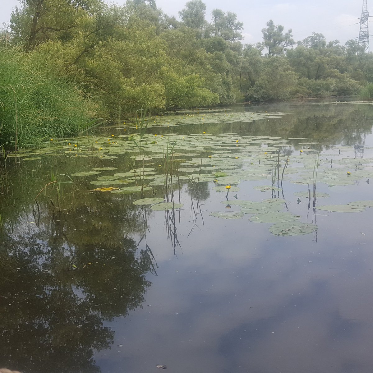 CarpAndFun's tweet photo. A night carp fishing in the national park de biesbosch, holland, it feels like a vacation.#CARPFISHING #ciprobaits #HaveANiceDay https://t.co/edYuG27CFe