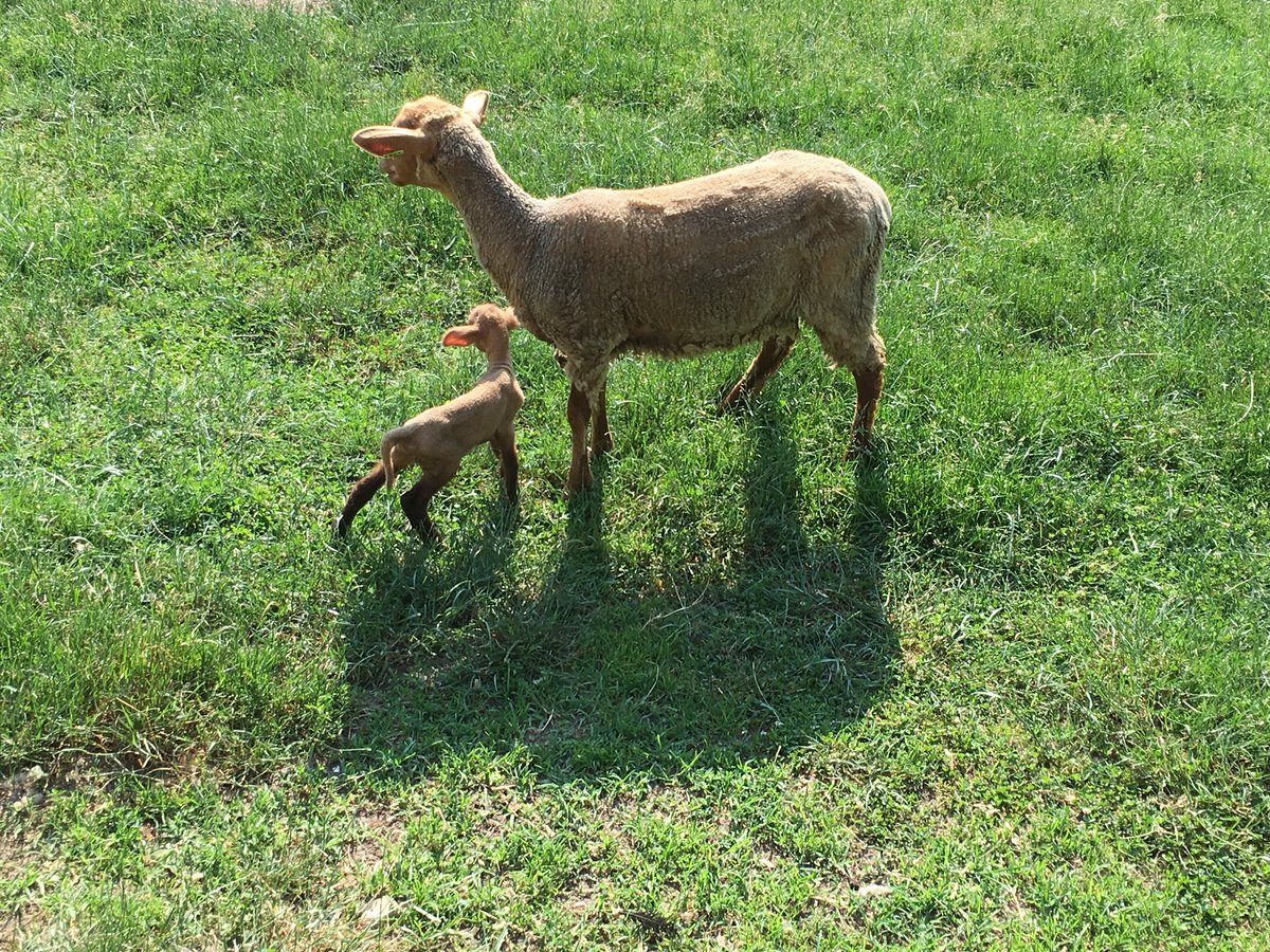 TDSwx's tweet photo. Bring your kids out and say high to us at the @ConnerPrairie #CuriosityFair! We’re talking storms, storm chasing, & have tornadoes in a bottle and plasma balls to play with! Several other really interesting booths too, as well as tons of baby animals like this one day old sheep! https://t.co/7ZoQC6e6jv