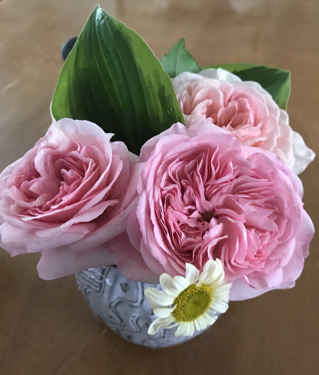 本間家の庭 今日の収穫 マリアテレジア ウィリアムモリス ギボウシ マーガレット バラ 花 ガーデニング Rose Flower 本間家の庭 今日の収穫 マリアテレジア ウィリアムモリス ギボウシ マーガレット バラ 花 ガーデニング Rose Flower