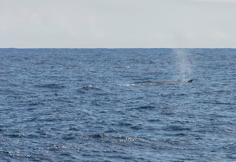 Oceano Azul Foundation tweet media