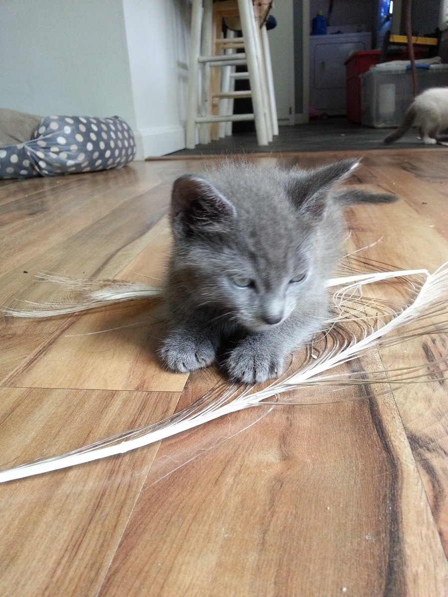 MyFosterBabies's tweet photo. @AwwwwCats I'm fostering his twin!
#CAS #fosteringsaveslives #snugglesandpurrs #spayandneuter #amazonwishlist #fosteringisntcheap https://t.co/rSzGySRpEw