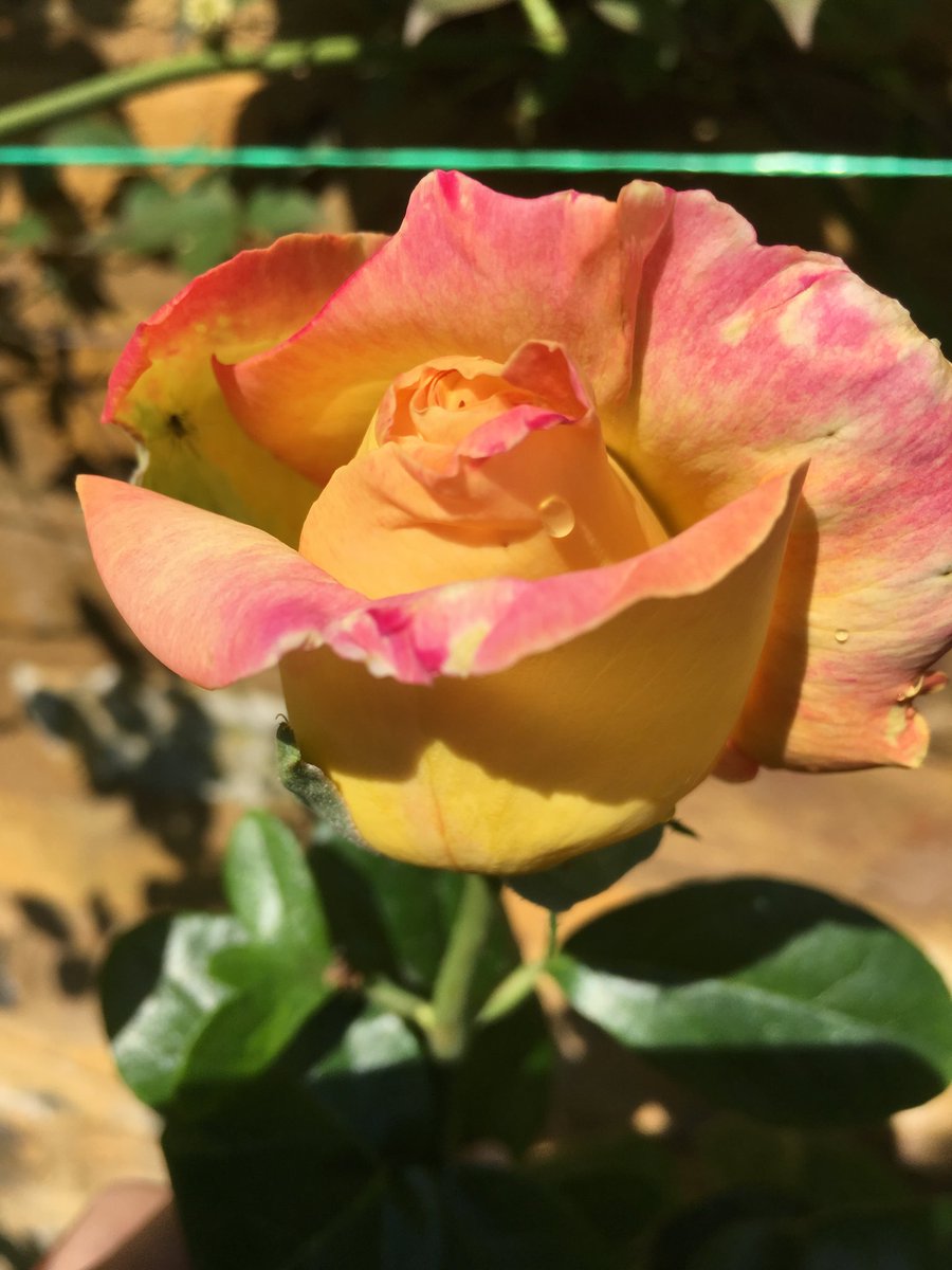 hilarynathan01's tweet photo. Peace rose unfurls its colour: it lives up to it name giving a profound sense of peace #hackneygardens https://t.co/gybAYc7BtJ
