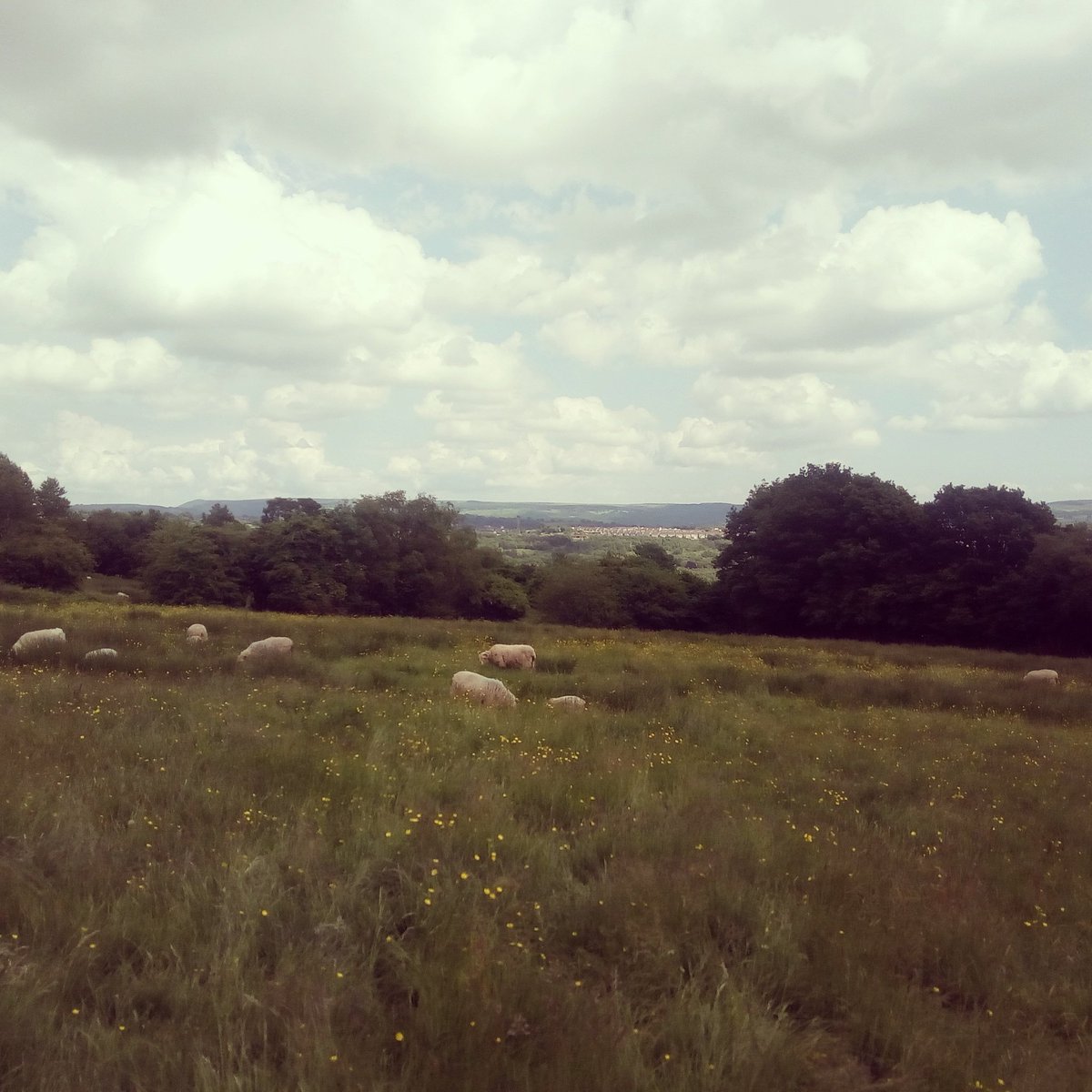 Pencoedfachorg1's tweet photo. Playing hide the sheep 😀 https://t.co/8cV0lGSnAP