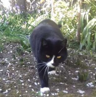 Leo9Fitness's tweet photo. My cat Elsie is missing @Wansteadium @lovewanstead @MissingPetsGB @midlandvet Black/white, microchipped and neutered, 6 years old. 
Last seen Belgrave Road. Please let me know if seen! 
07931939109 https://t.co/622SXJyba8
