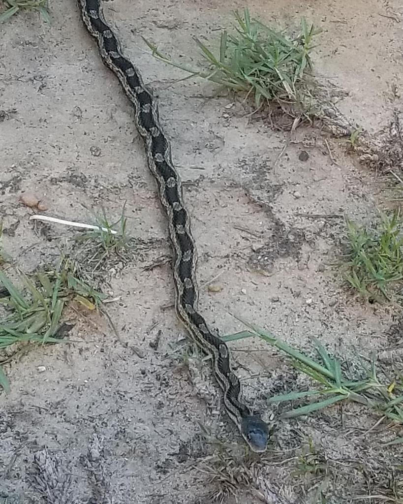 Vampchef's tweet photo. Cute little snake in my yard this morning. https://t.co/Zda6CeawI0