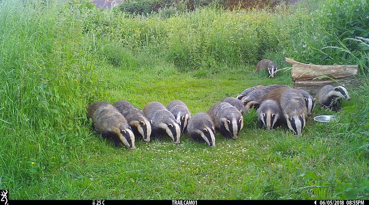 MartinRogers13's tweet photo. Ok so it was going to happen at one point I guess. All 14 Badgers present and correct on the trail cam in daylight. https://t.co/W2qjWoQkVm