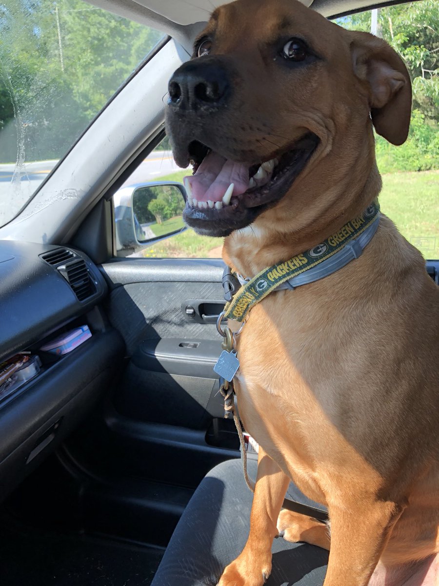 readheadreader's tweet photo. When your dog looks like a cartoon character🐶
#dogsoftwitter #datfacetho https://t.co/v5lTsYHQXN