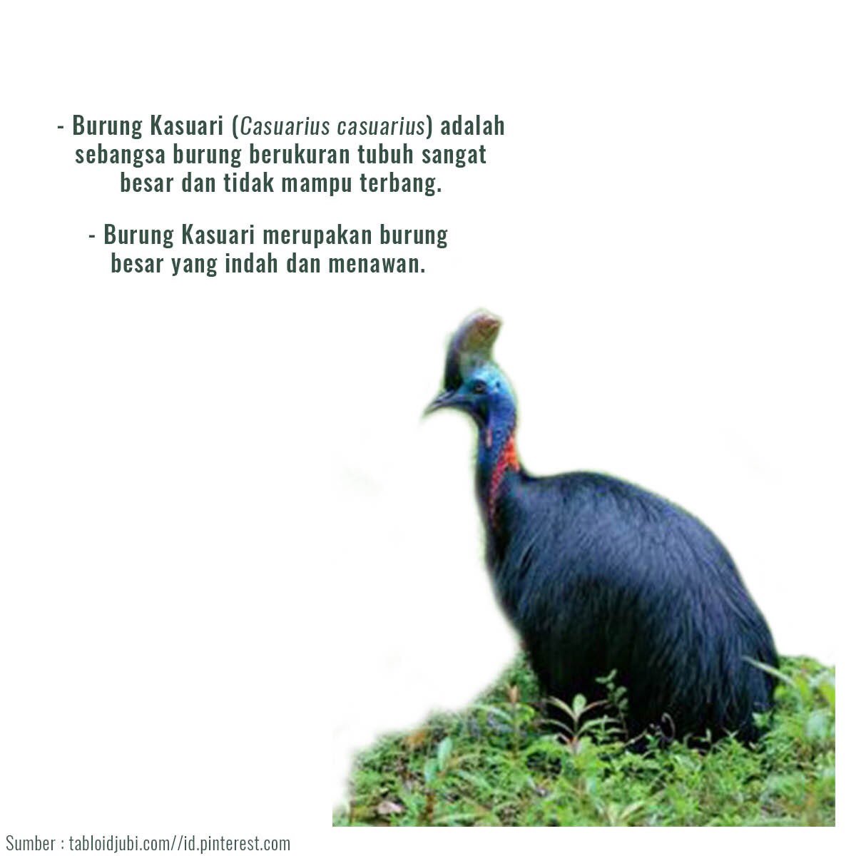Burungkasuari Hashtag On Twitter