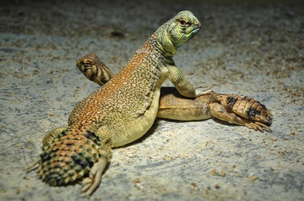 Uromastyx thomasi is a gorgeous lizard found in Central Oman. 